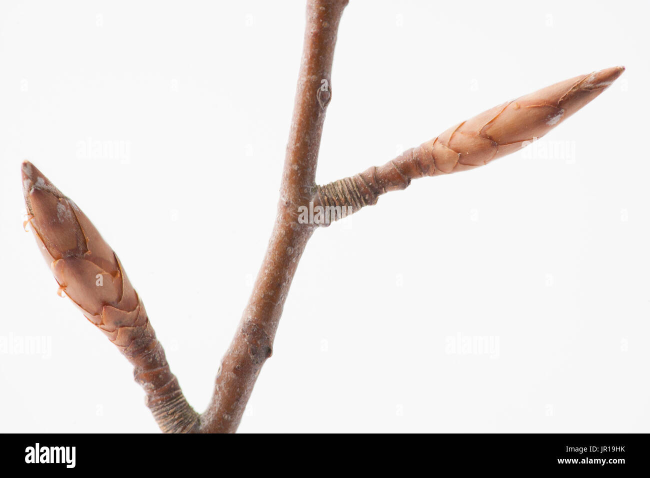 kirschlorbeer 1 50 m Prunus lusitanica 'Angustifolia' auf Stamm main image 0