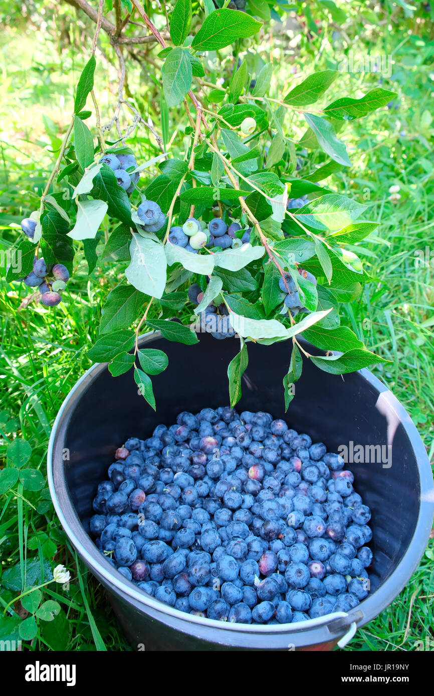 Growing blueberries bucket hires stock photography and images Alamy