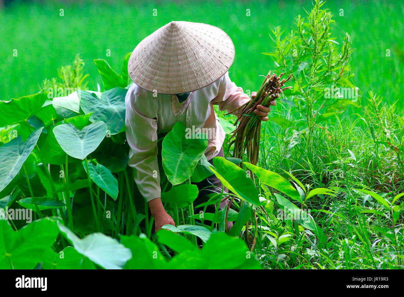 Peasant rice farmers vietnam hires stock photography and images Alamy