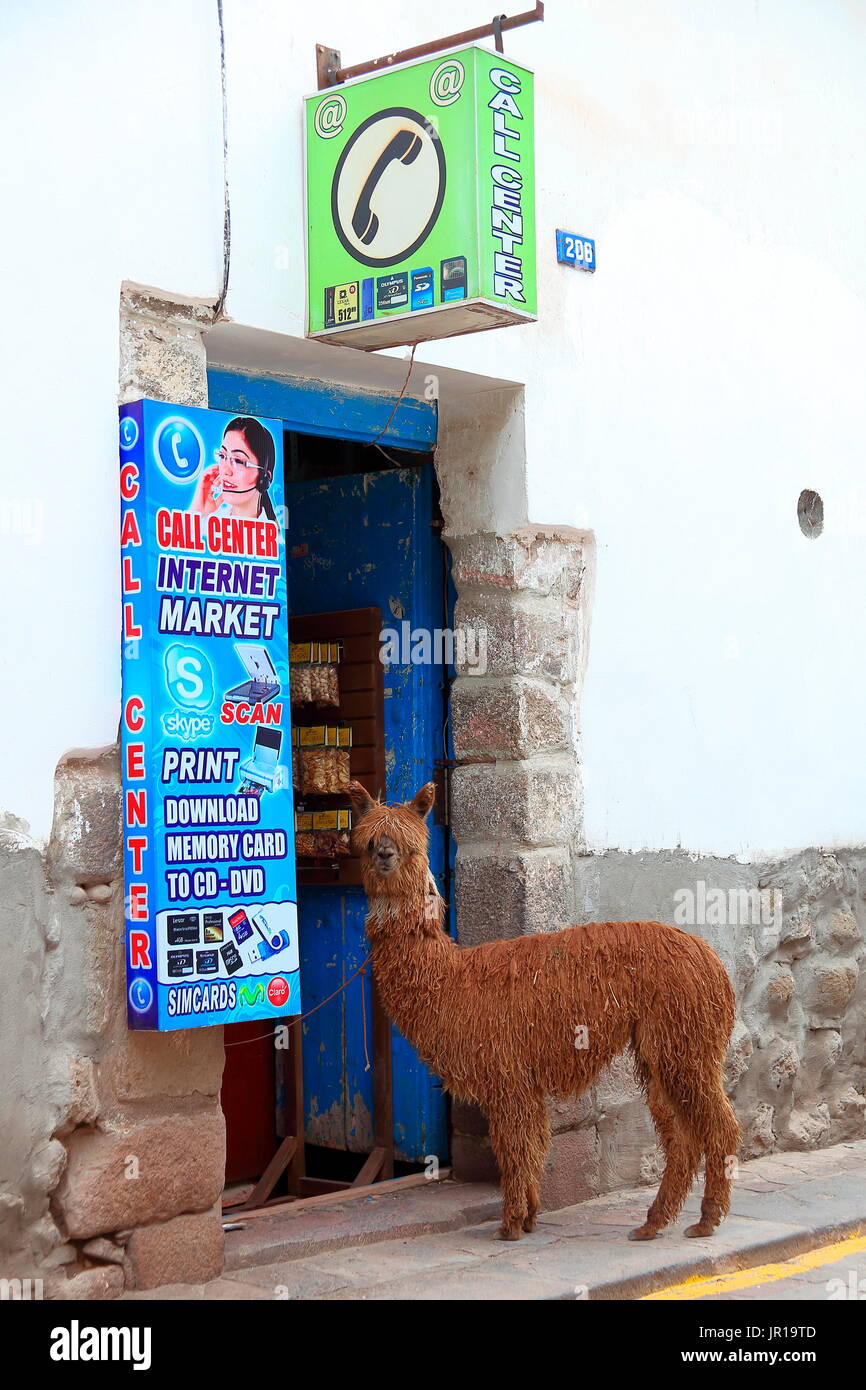 Alpaca in front of a grocery store in Cuzco, Peru Stock Photo Alamy