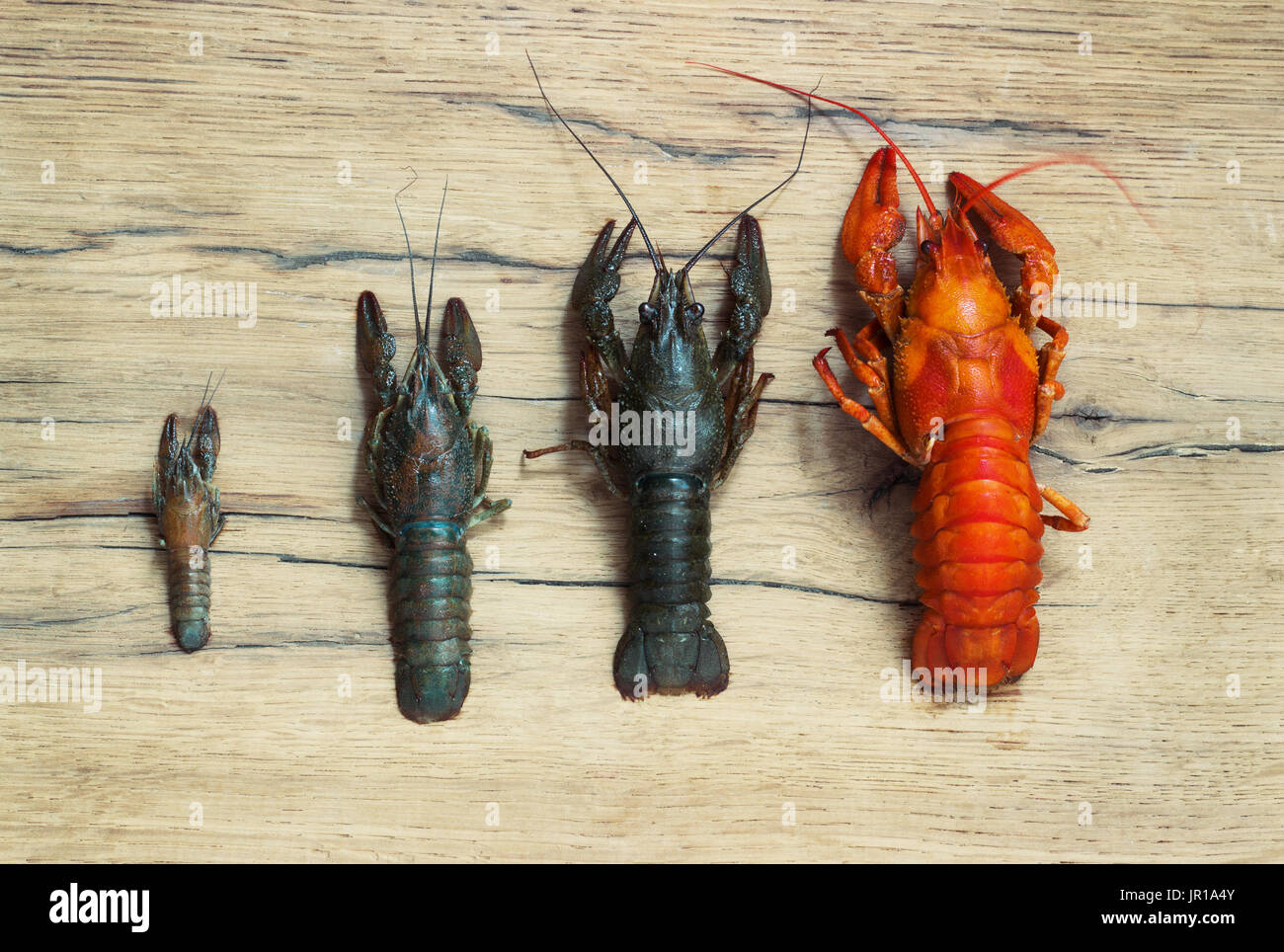 Beautiful live and boiled  crawfish on a wood  background Stock Photo