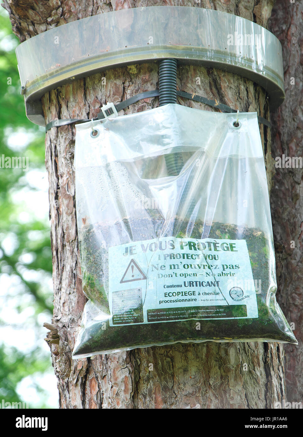 Eco Trap Caterpillar Of Pine Processionary Moth Thaumetopoea 