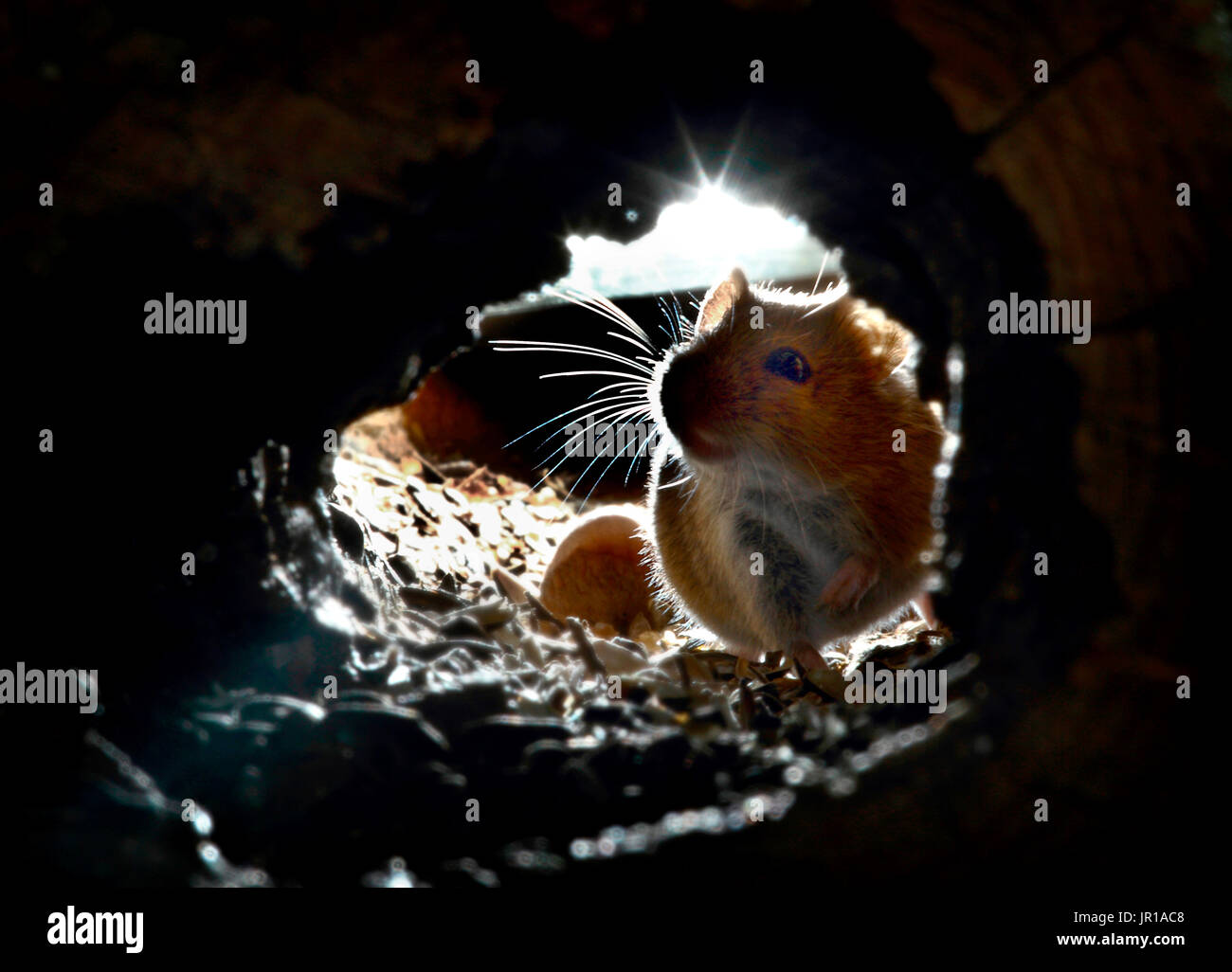 Field mouse burrow hires stock photography and images Alamy