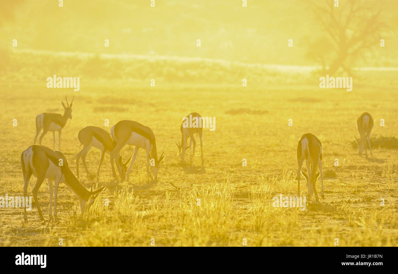 Grazing springboks hi-res stock photography and images - Alamy