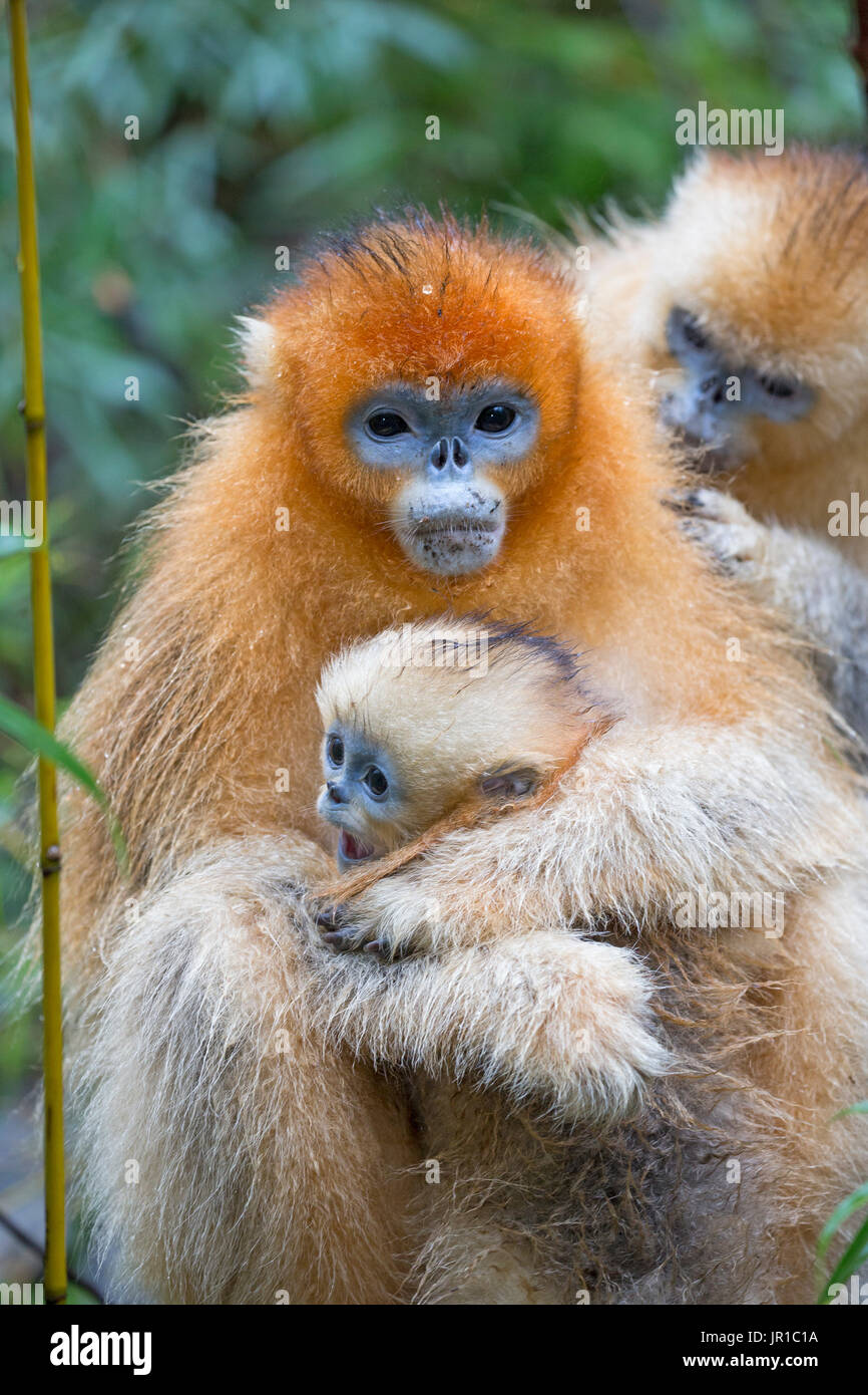Golden Snubnosed Monkey (Rhinopithecus roxellana) and young, Qinling