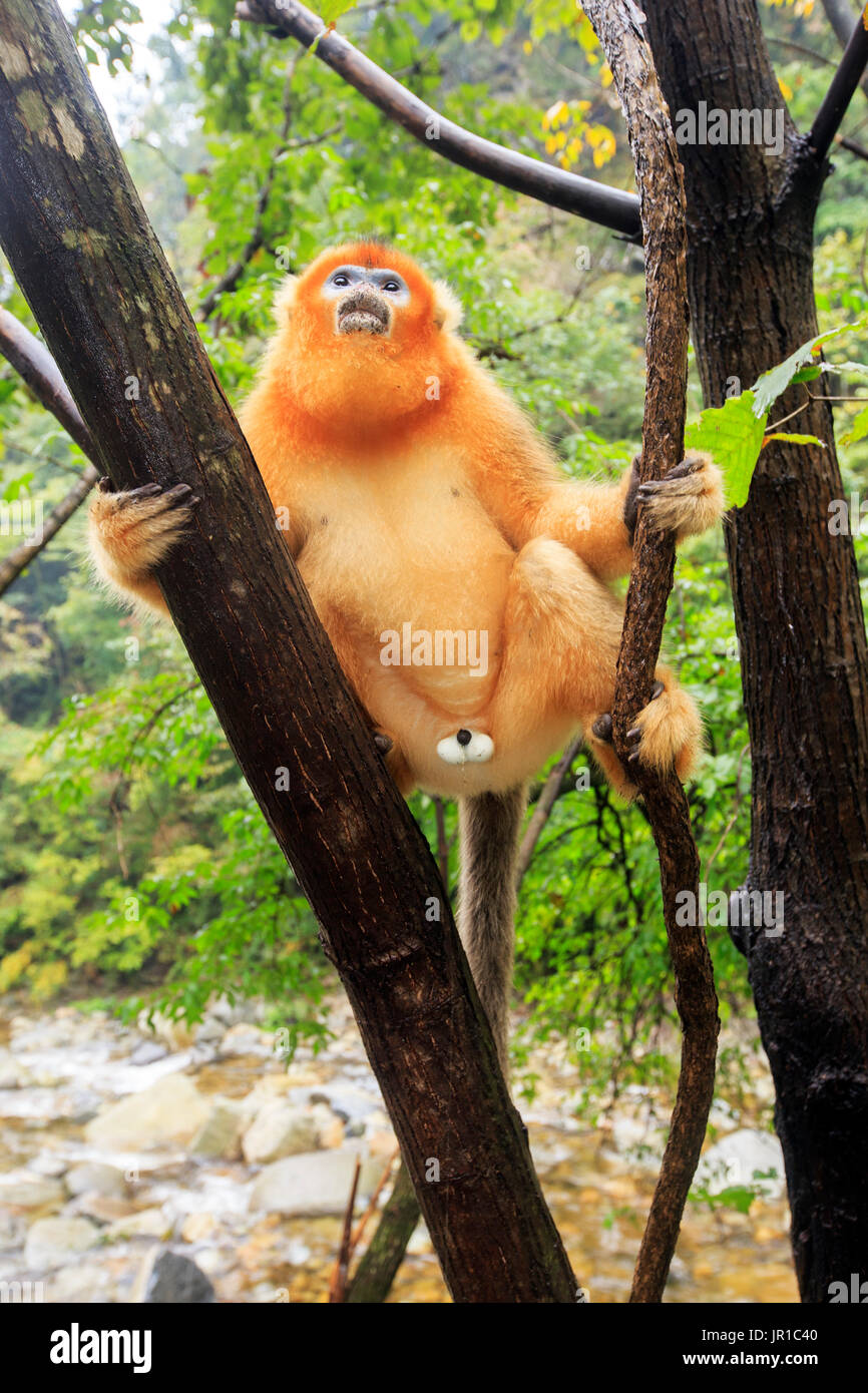 Golden Snub-nosed Monkey (Rhinopithecus roxellana) on a branch near by ...