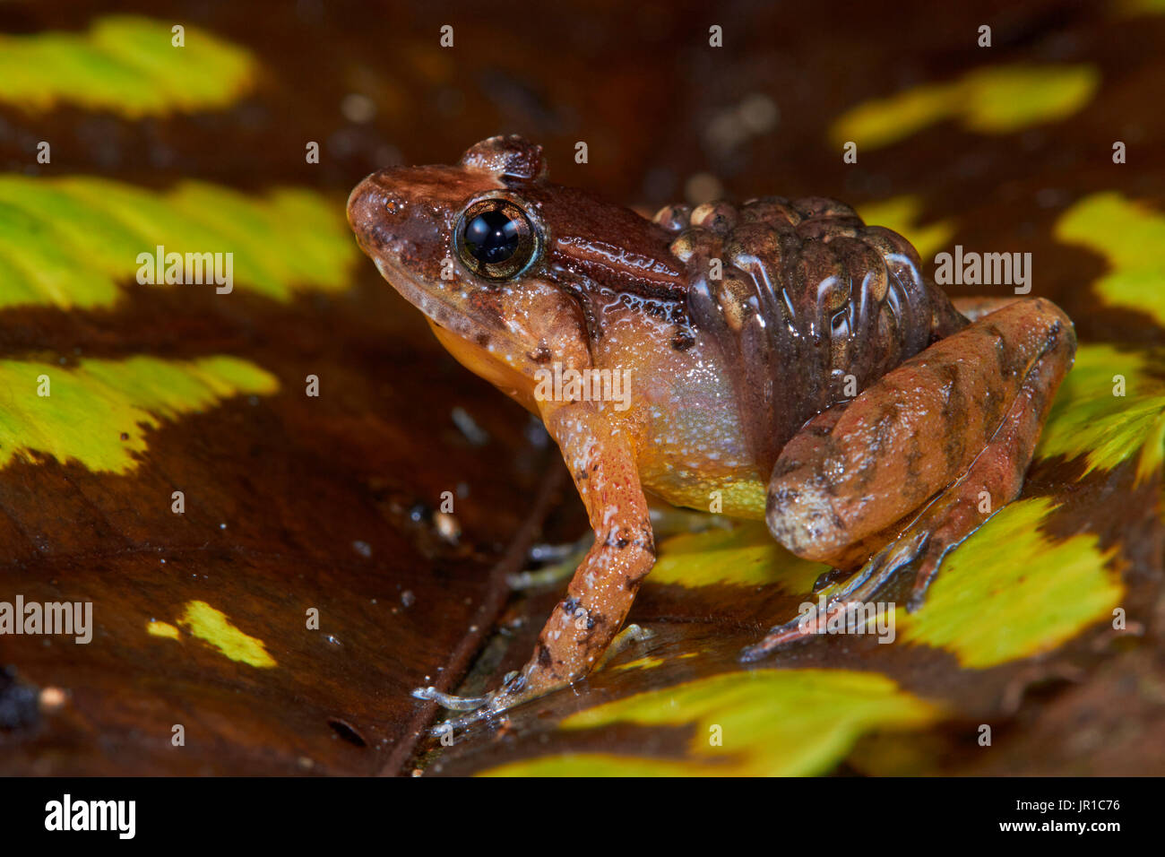 Smooth Guardian Frog (Limnonectes palavanensis), (ex Rana palavanensis) male care, transporting tadpoles, Sarawak, Kubah national park, Borneo, Malaysia Stock Photo