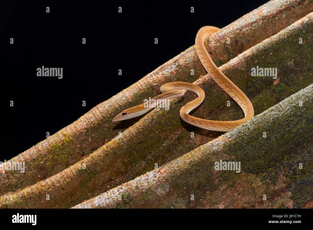 Asian vine snake, Boie's whip snake, Gunther's whip snake or Oriental whip snake (Ahaetulla prasina), Kubah national park, Sarawak, Borneo, Malaysia Stock Photo