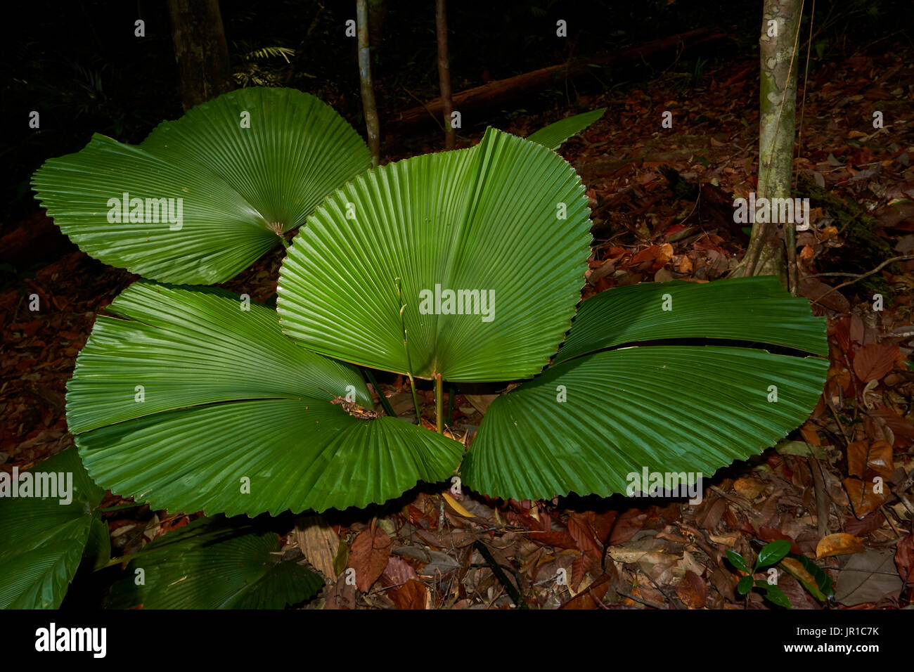 Parasol Palm (Licuala orbicularis) kubah national park, Sarawak, Malaysia  Stock Photo - Alamy