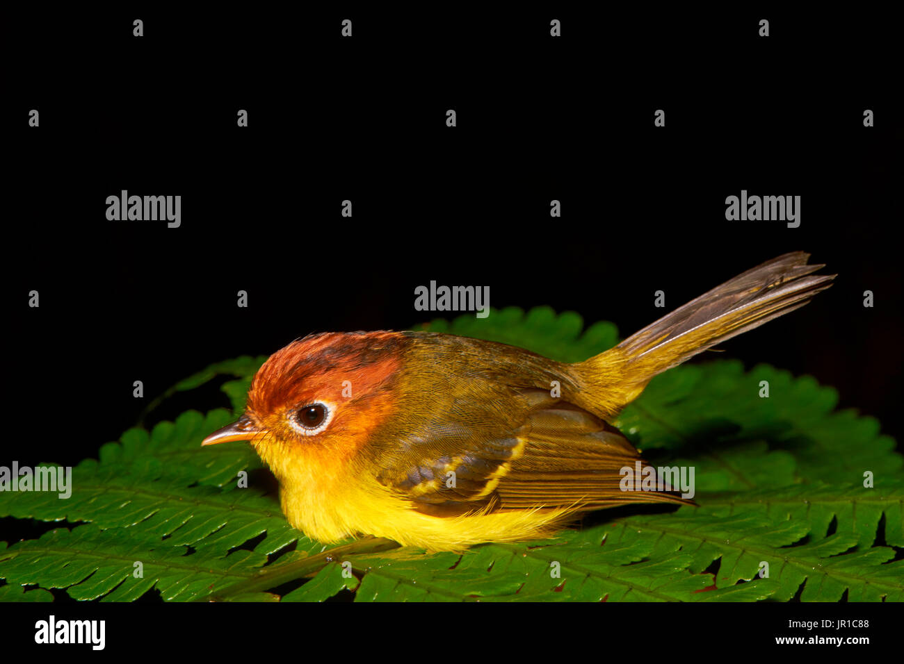 Yellow-breasted Warbler (Seicercus montis) on fern, Danum valley, Sabah, Borneo, Malaysia Stock Photo