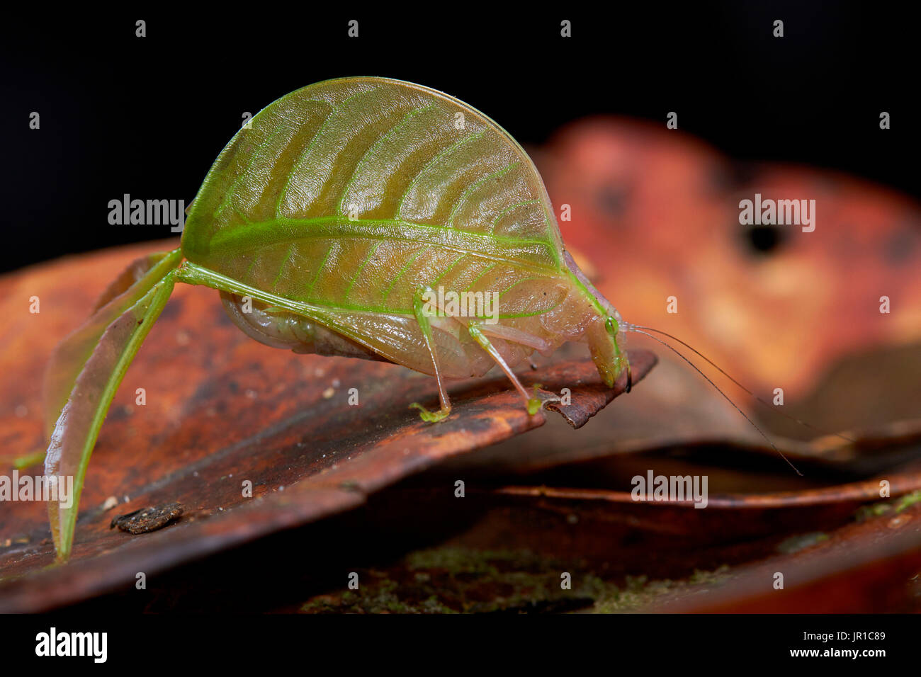 Leaf mimicking katydid (Tettigoniidae sp), Mount Kinabalu, Sabah, Borneo, Malaysia Stock Photo