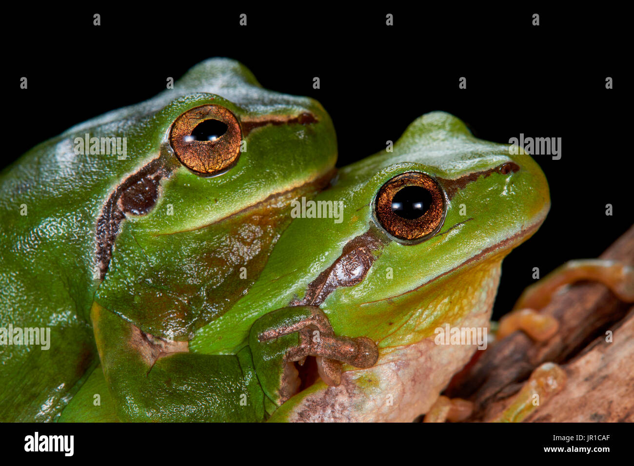 Couple of Mediterranean tree frog, stripeless tree frog (Hyla
