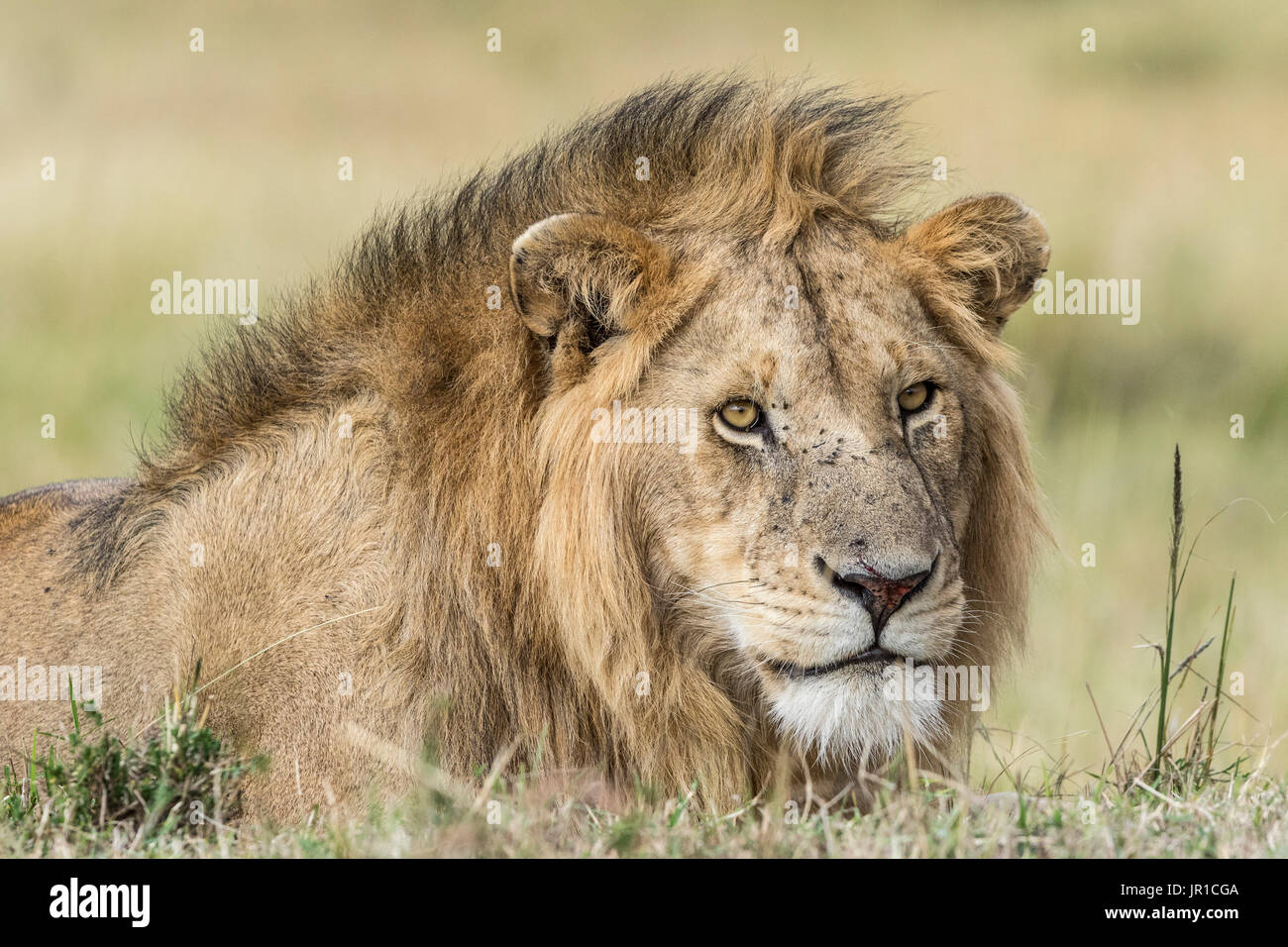 Lion (Panthera leo), portrait of male, Masai-Mara game reserve, Kenya ...