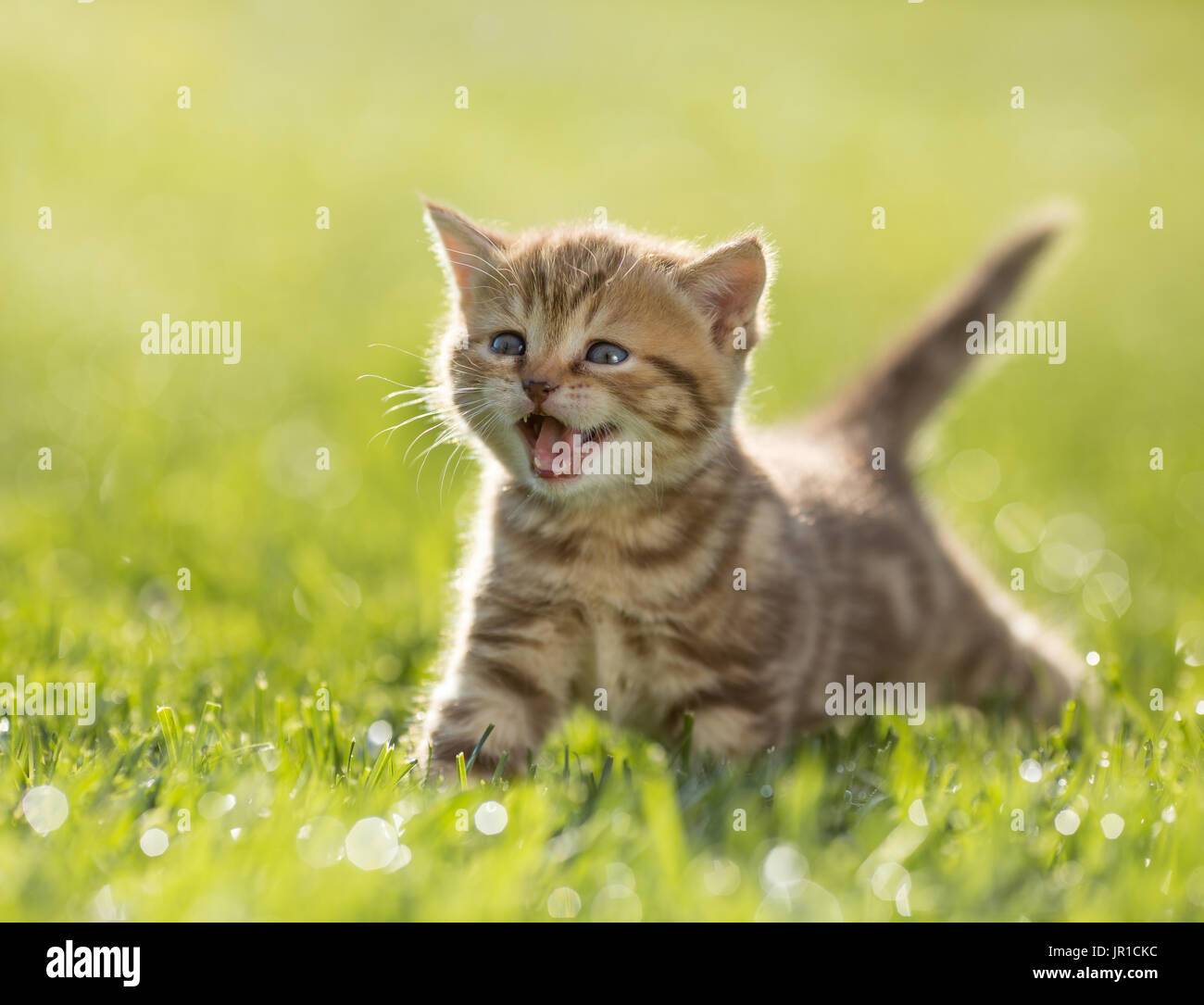 Young kitten cat meowing in the green grass Stock Photo