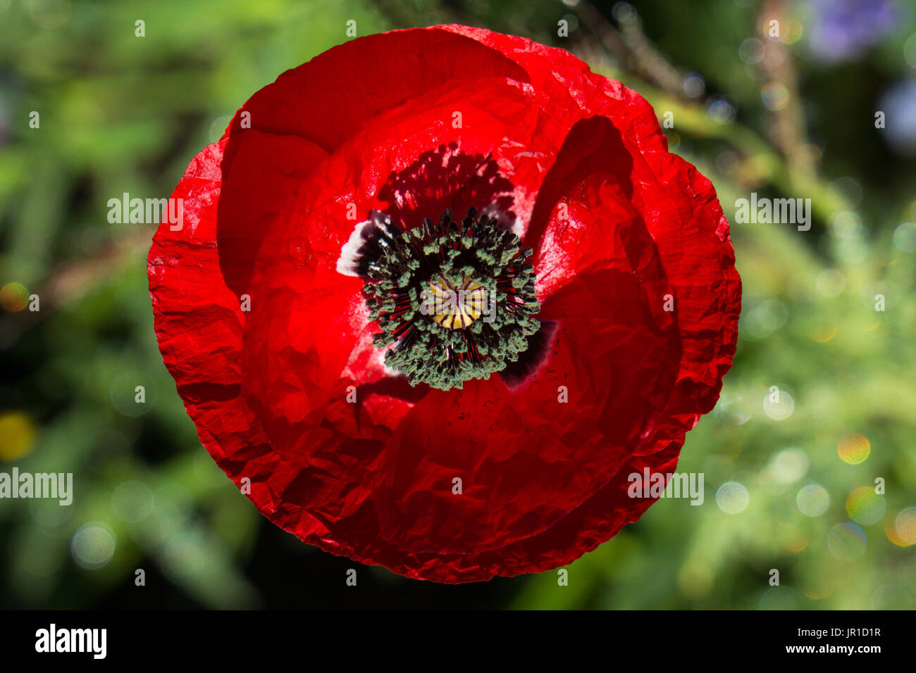 Early morning light on a bright red poppy, of the  Papaveraceae family, with shadows. Stock Photo