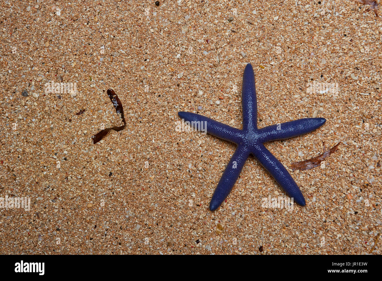Blue sea star (Linckia laevigata) on sand, Bunaken Island, Sulawesi ...