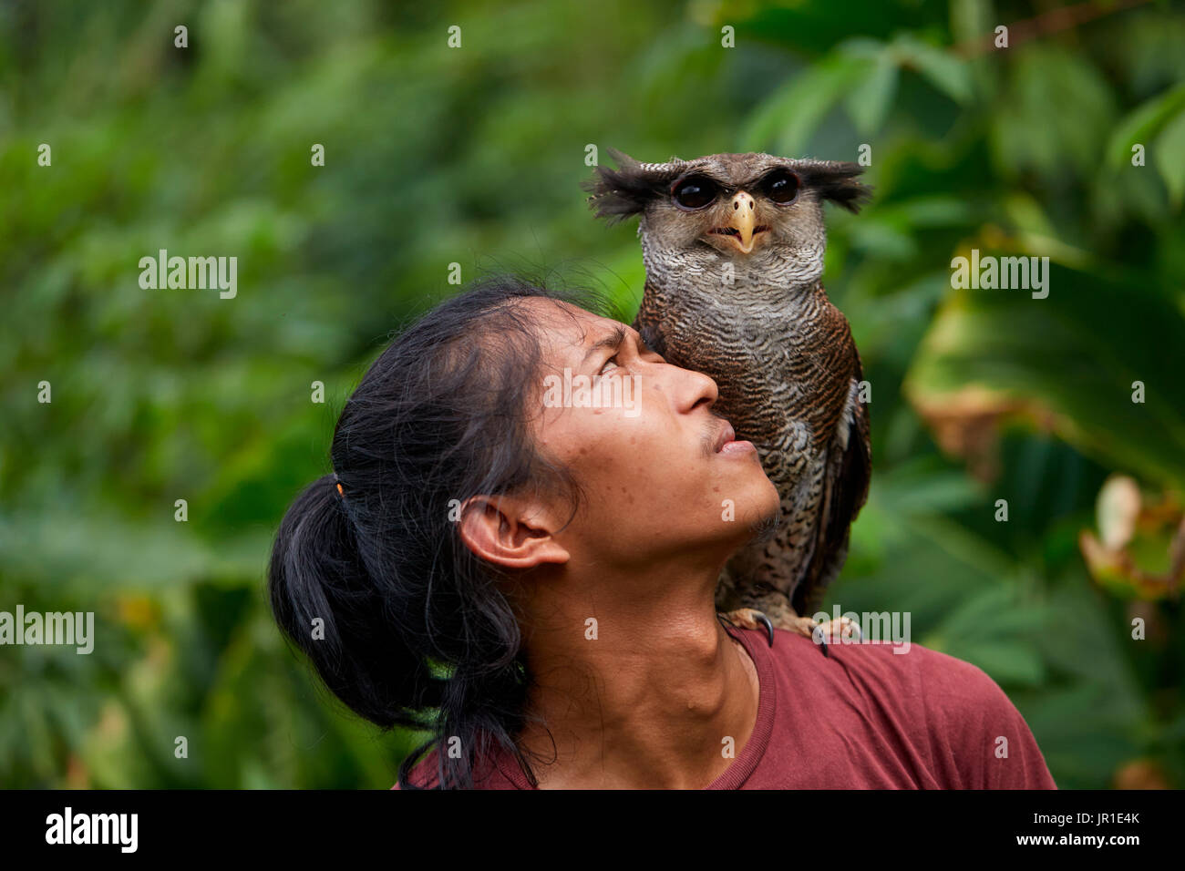 Barred eagleowl,also called the Malay eagleowl (Bubo sumatranus) and his keeper, Harau Valley