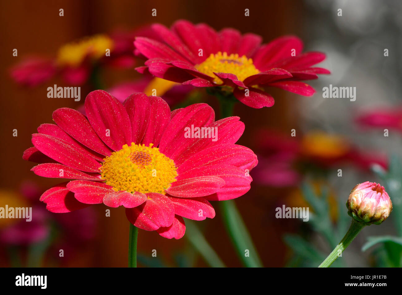 Horticultural Daisies flowers Stock Photo