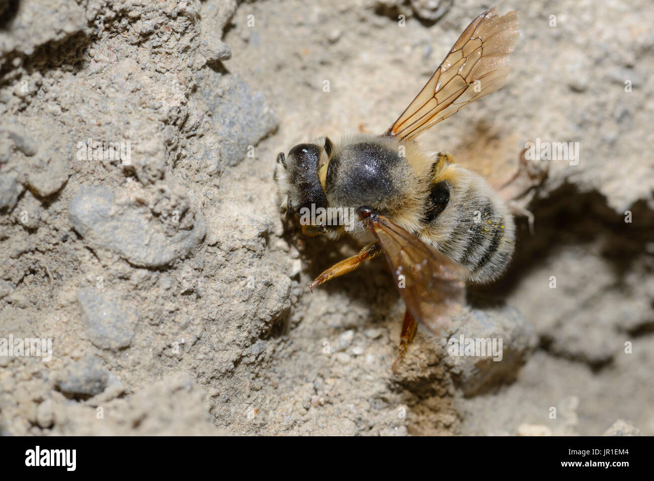 Mortar Bee High Resolution Stock Photography And Images Alamy