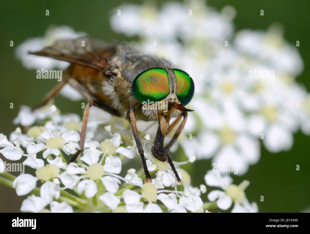 Green Eyed Horse Fly