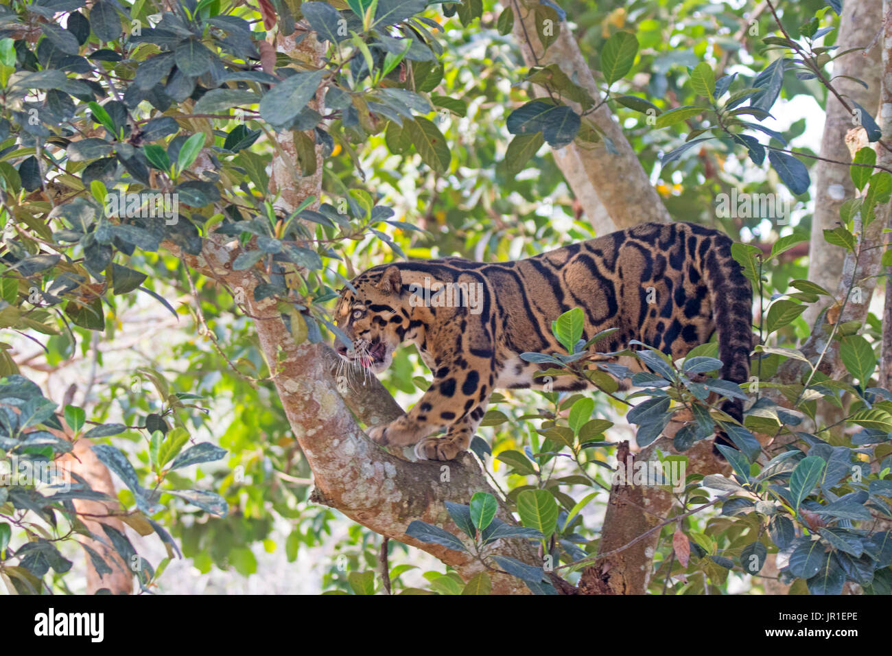 Clouded leopard neofelis nebulosa in a tree trishna wildlife