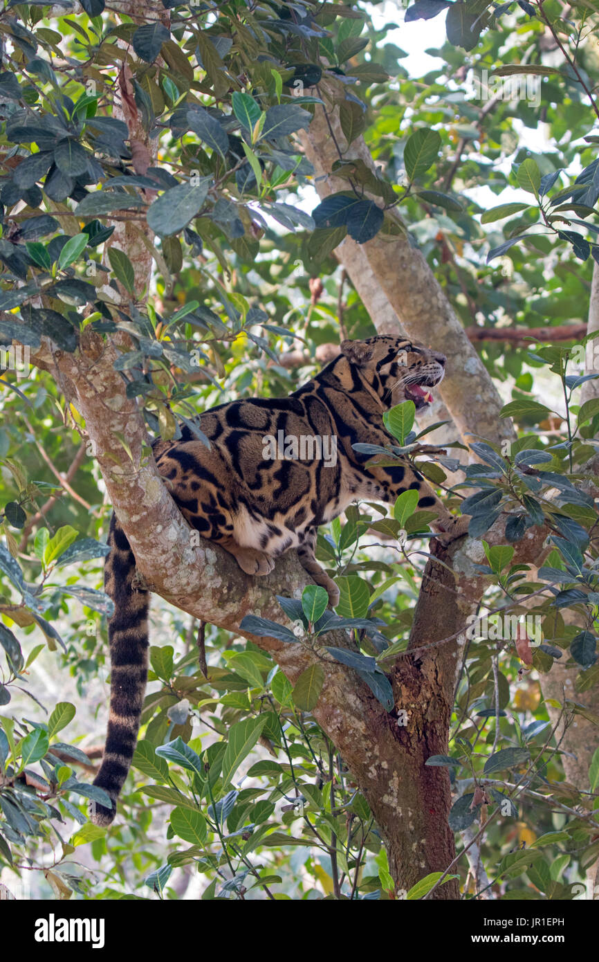 Clouded leopard (Neofelis nebulosa) in a tree, Trishna wildlife sanctuary, Tripura state, India Stock Photo