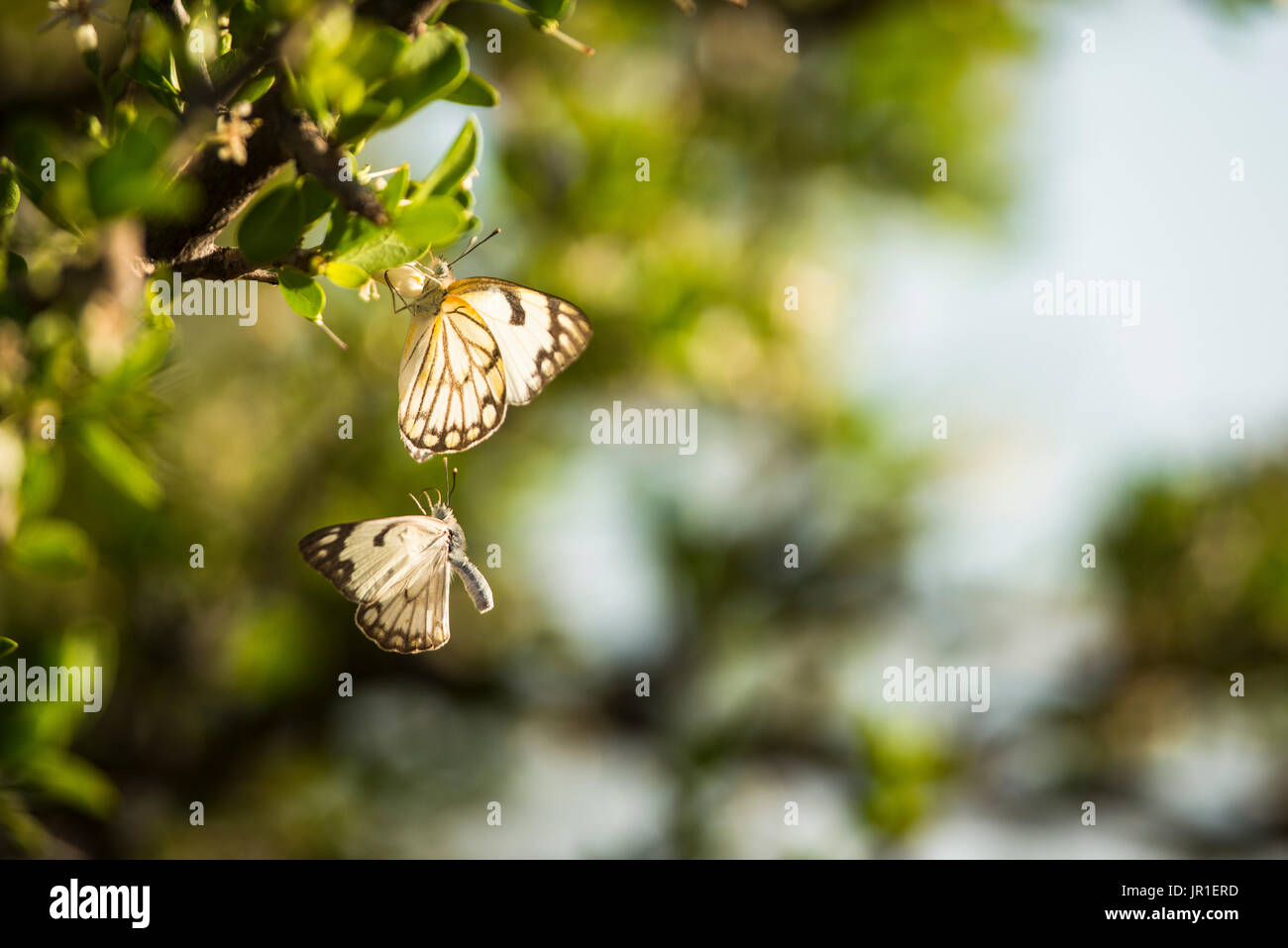 African caper white (Belenois aurota), Mariental, Hardap, Namibie Stock