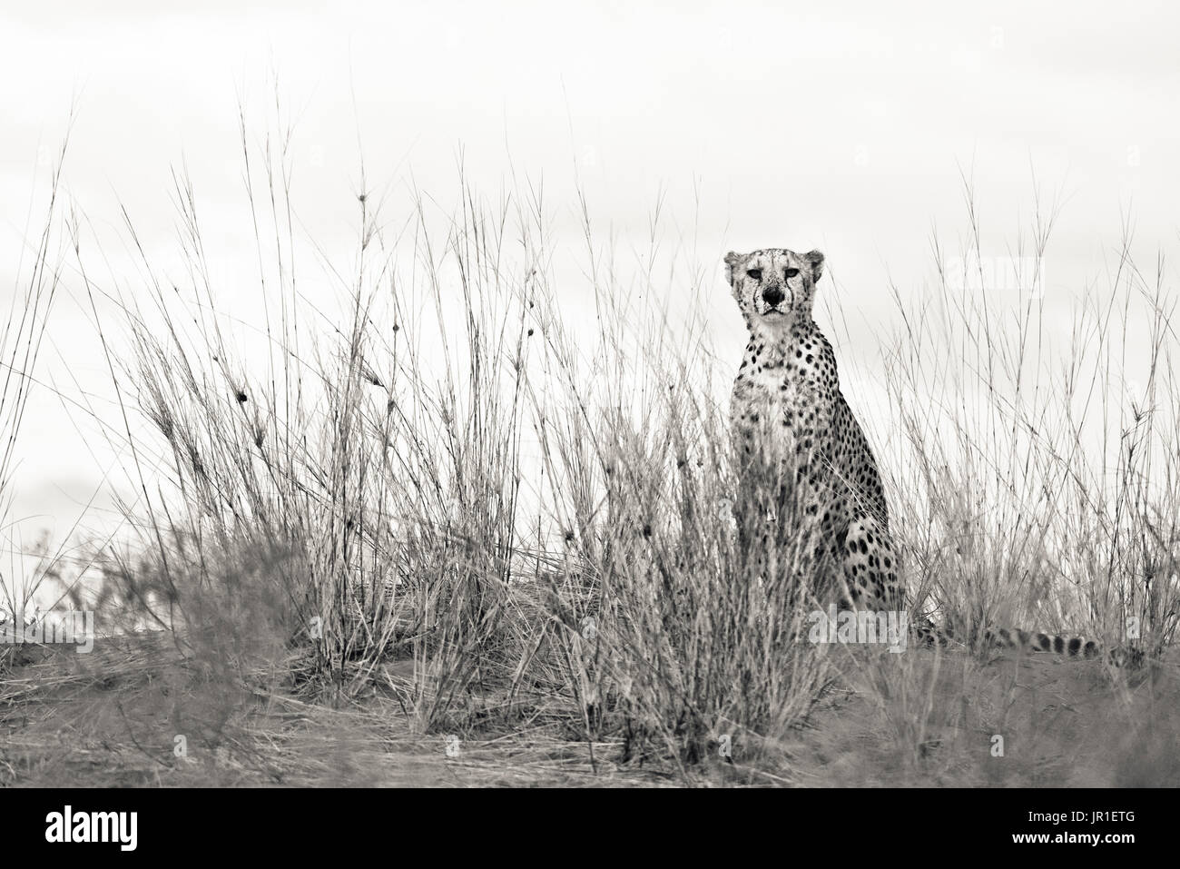 Cheetah (Acinonyx jubatus) sitting on a sand dune in the Kalahari ...