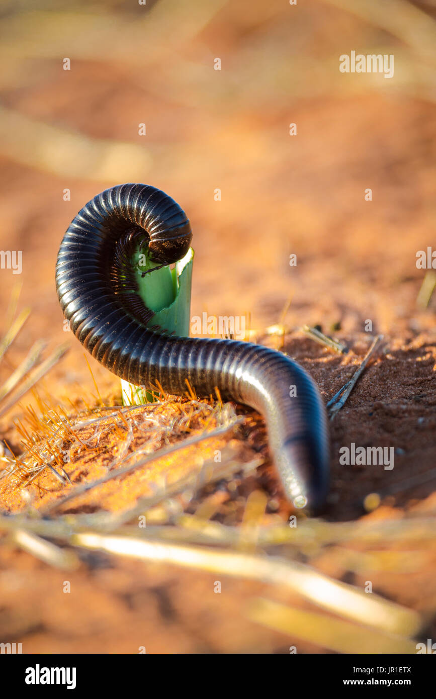 Giant African millipede (Archispirostreptus gigas), Mariental, Hardap,  Namibia Stock Photo - Alamy, image size:867x1390