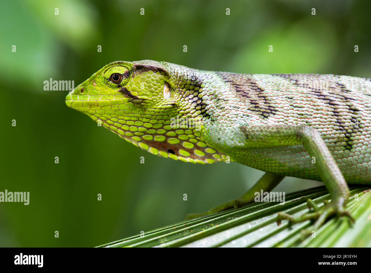Portrait of Berthold´s Bush Anole Polychrus gutturosus) Chocó