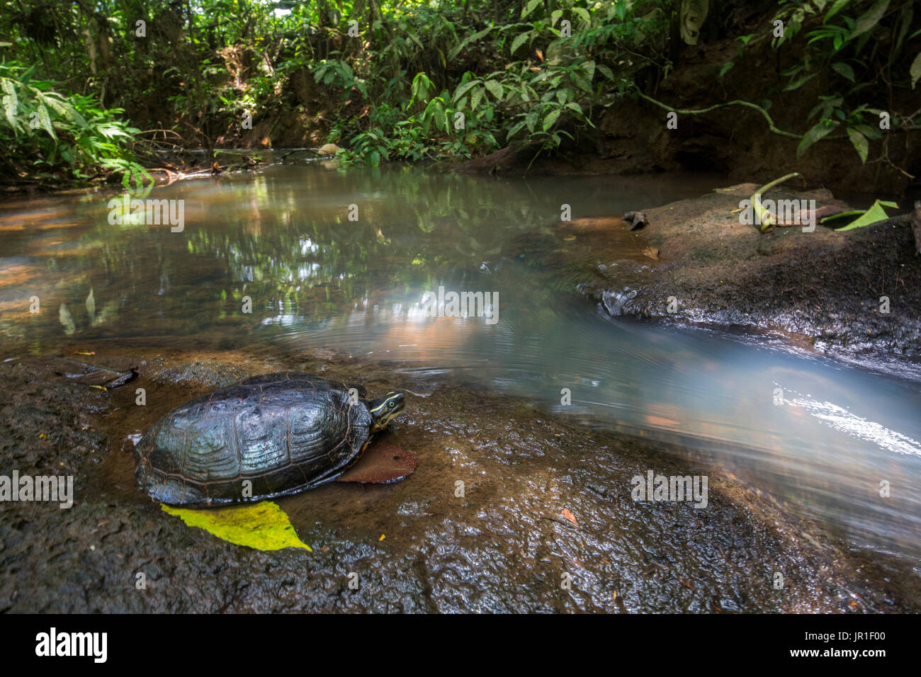 Colombian wood turtle (Rhinoclemmys melanosterna) on riverbank, Chocó ...
