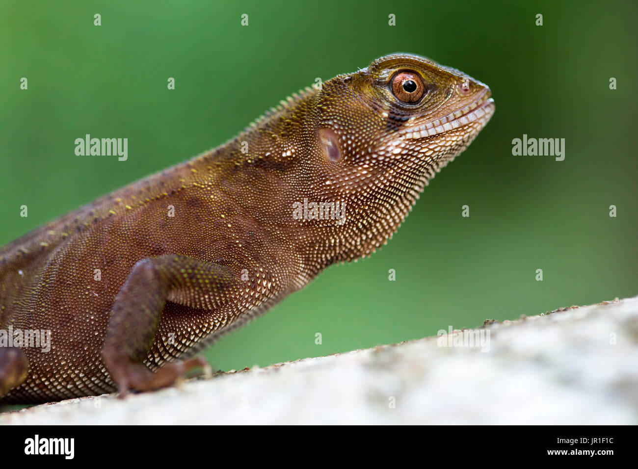 Portrait of Amazon Wood Lizard (Enyalioides laticeps), Chocó colombiano