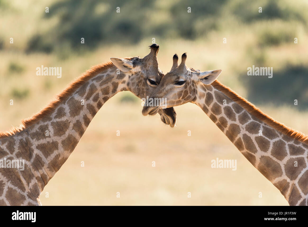 Giraffes (Giraffa camelopardalis) hugging, Kgalagadi, South Africa ...