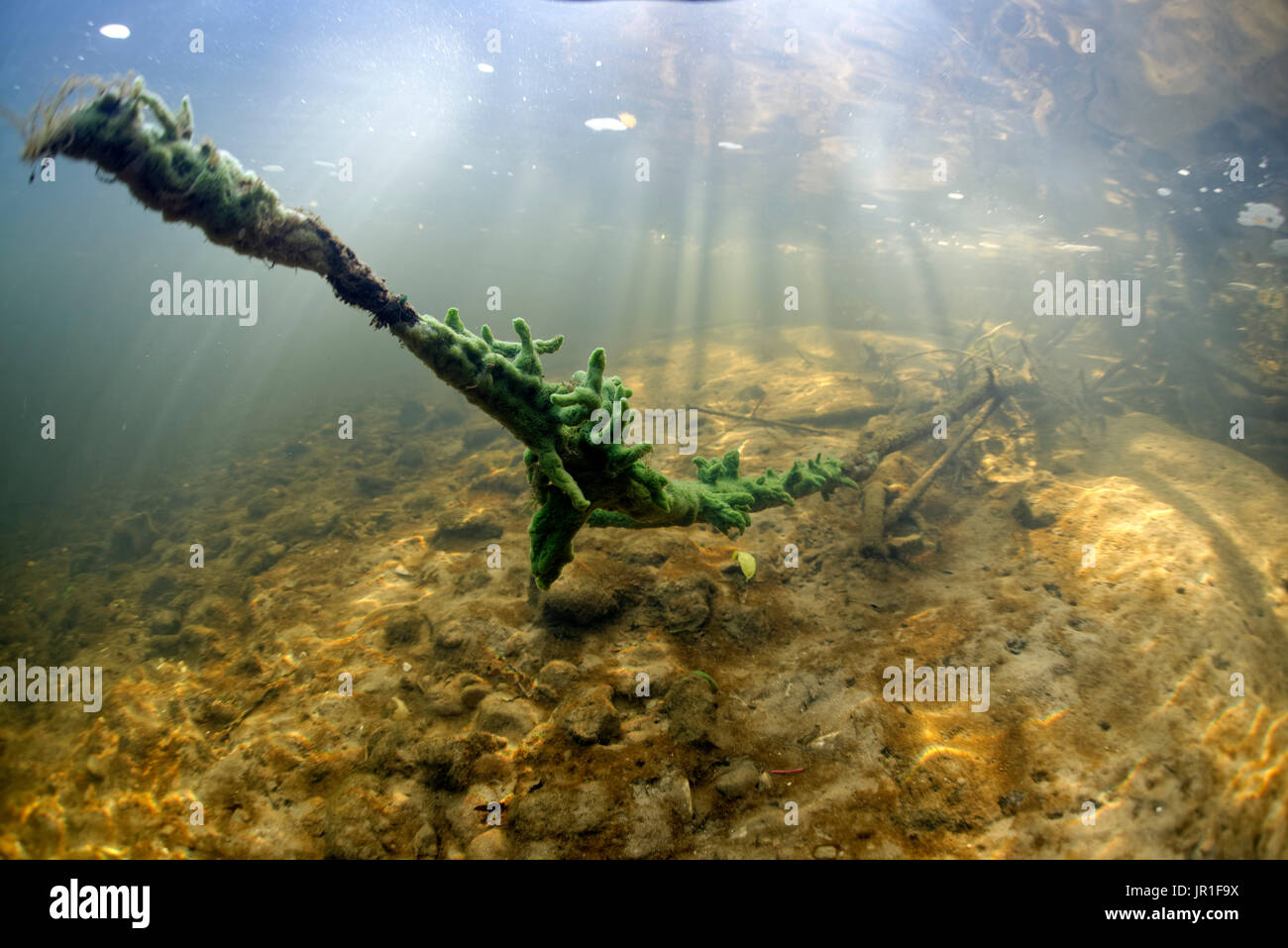 Freshwater sponge (Spongilla lacustris) in a branched form in the river
