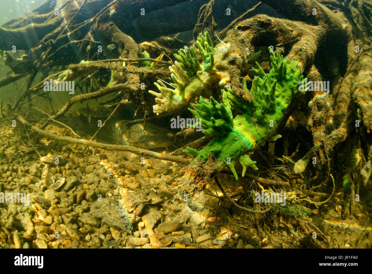 Freshwater sponge (Spongilla lacustris) in a branched form in the river Cher, Loir-et-Cher, France Stock Photo