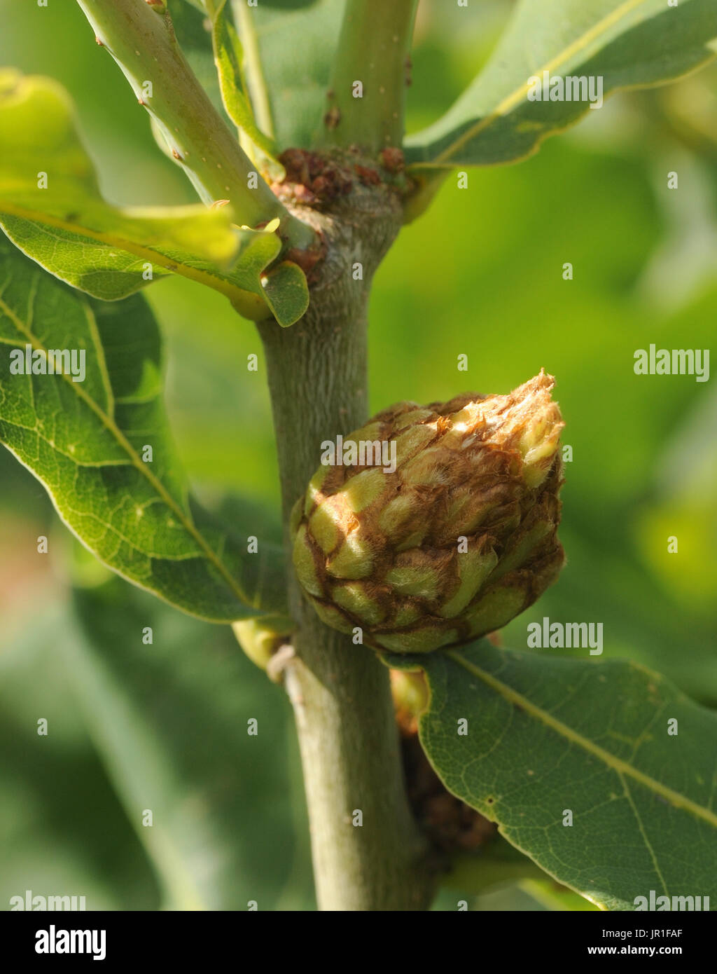 Oak  artichoke gall on the stem of  Pedunculate or Common Oak (Quercus robur). The galls are caused by the lava of the Oak Artichoke Gall Wasp Stock Photo