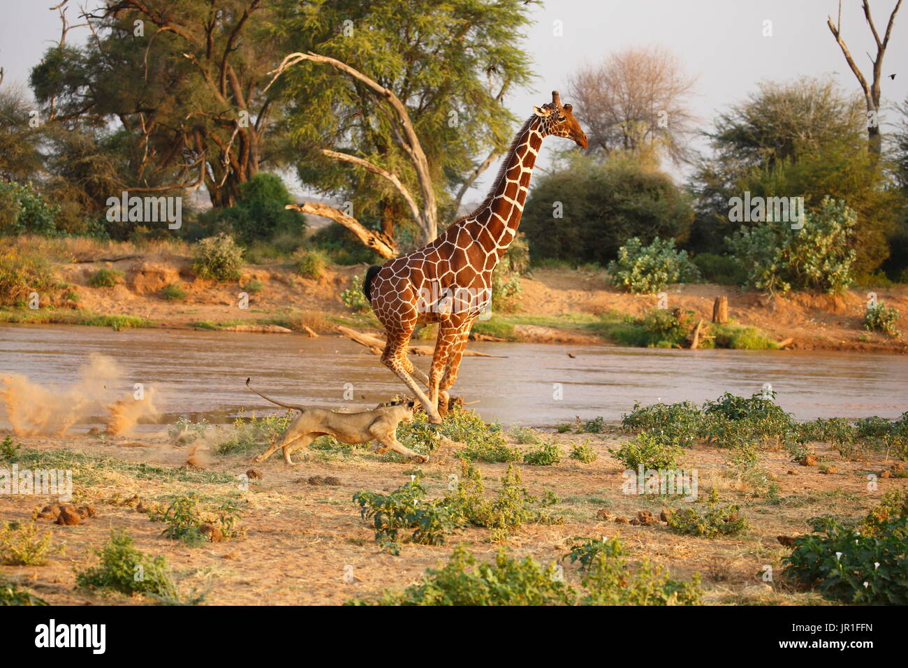 reticulated giraffe predators