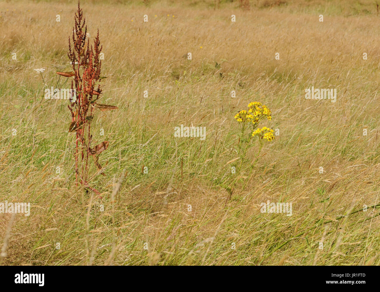 A single plant of Common Ragwort (Senecio jacobaea) growing in a hay field. Bedgebury Forest, Kent, UK. Stock Photo