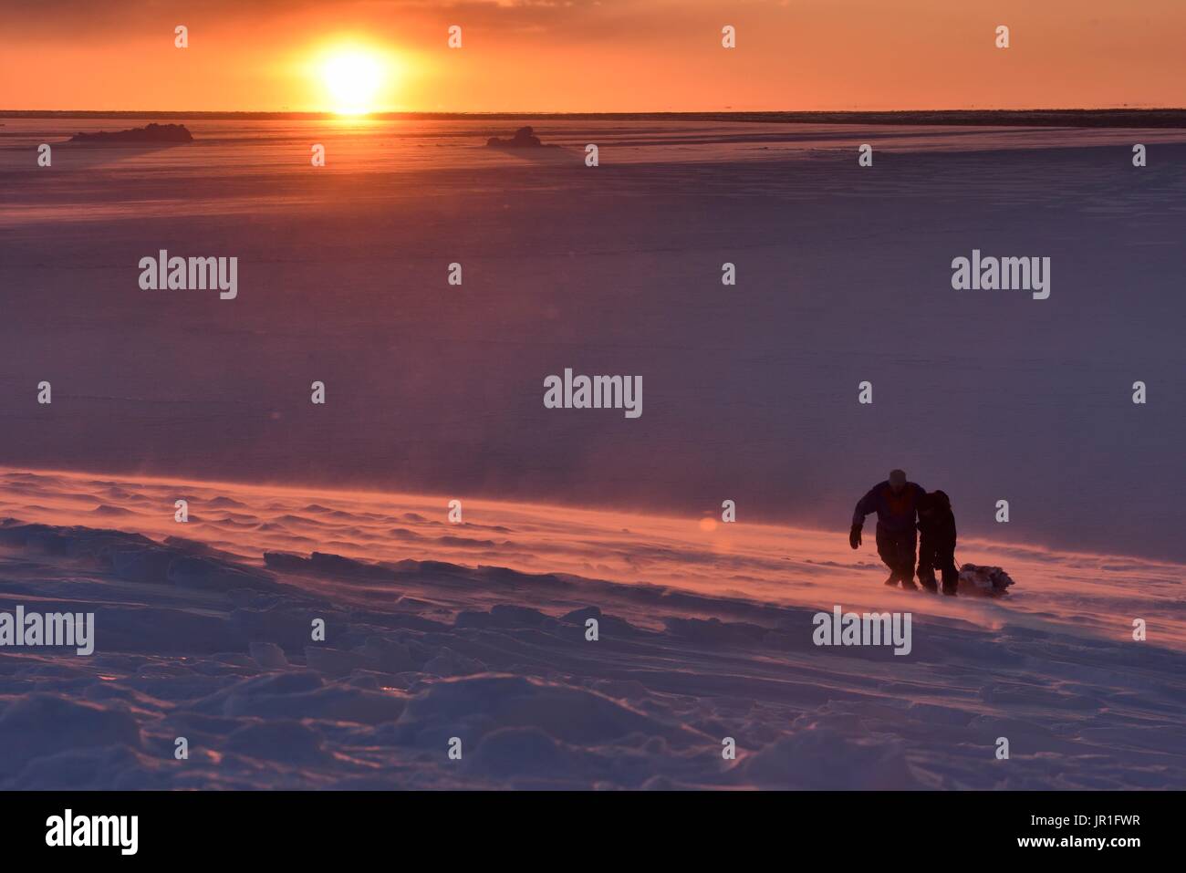Hunters pulling bear meat in a sledge. Igterajivit district in February
