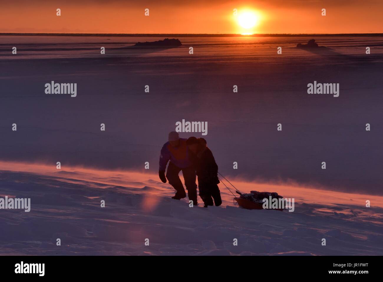 Hunters pulling bear meat in a sledge. Igterajivit district in February