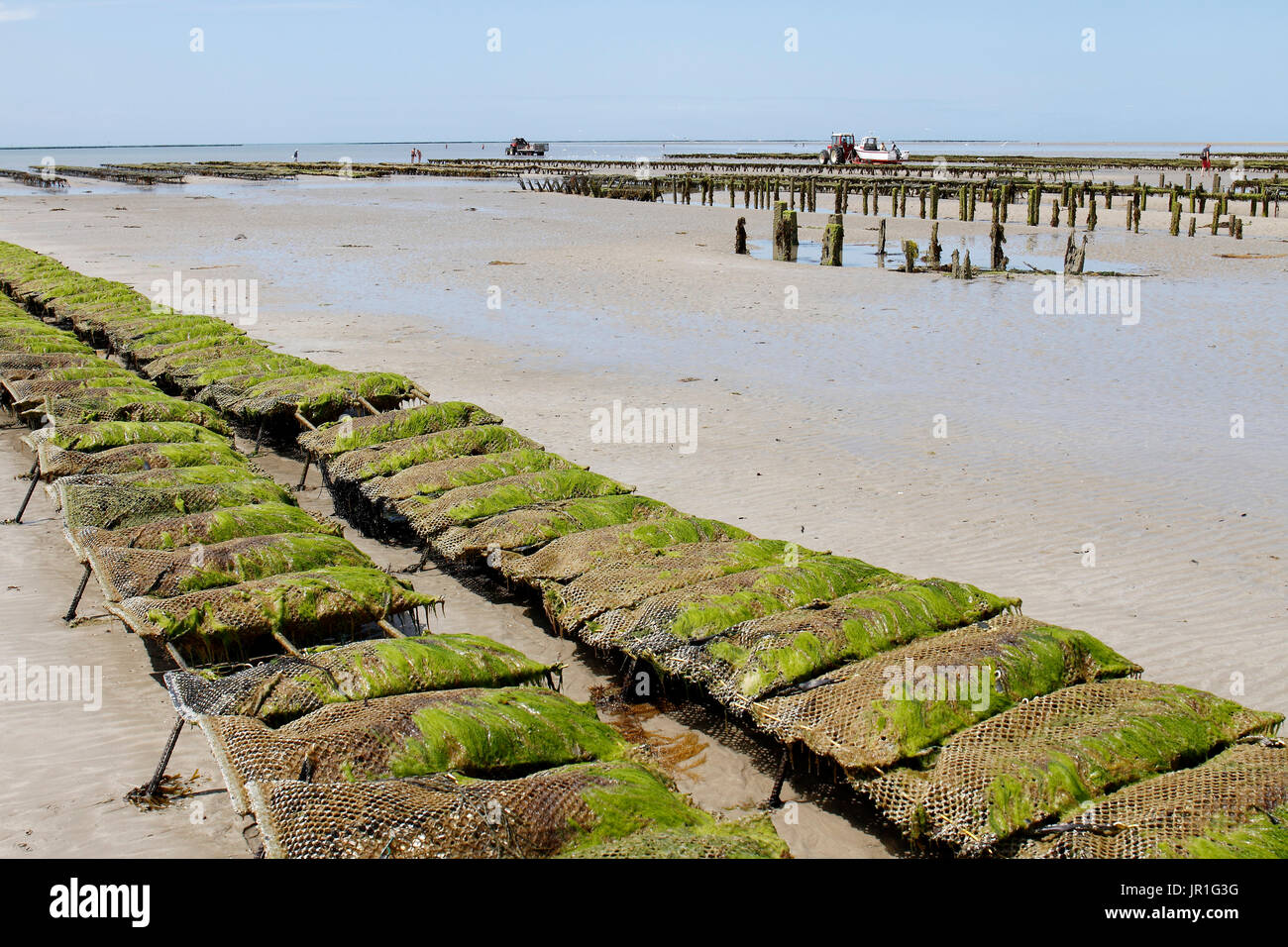Oyster farm in BricquevillesurMer, Normandy, France Stock Photo Alamy