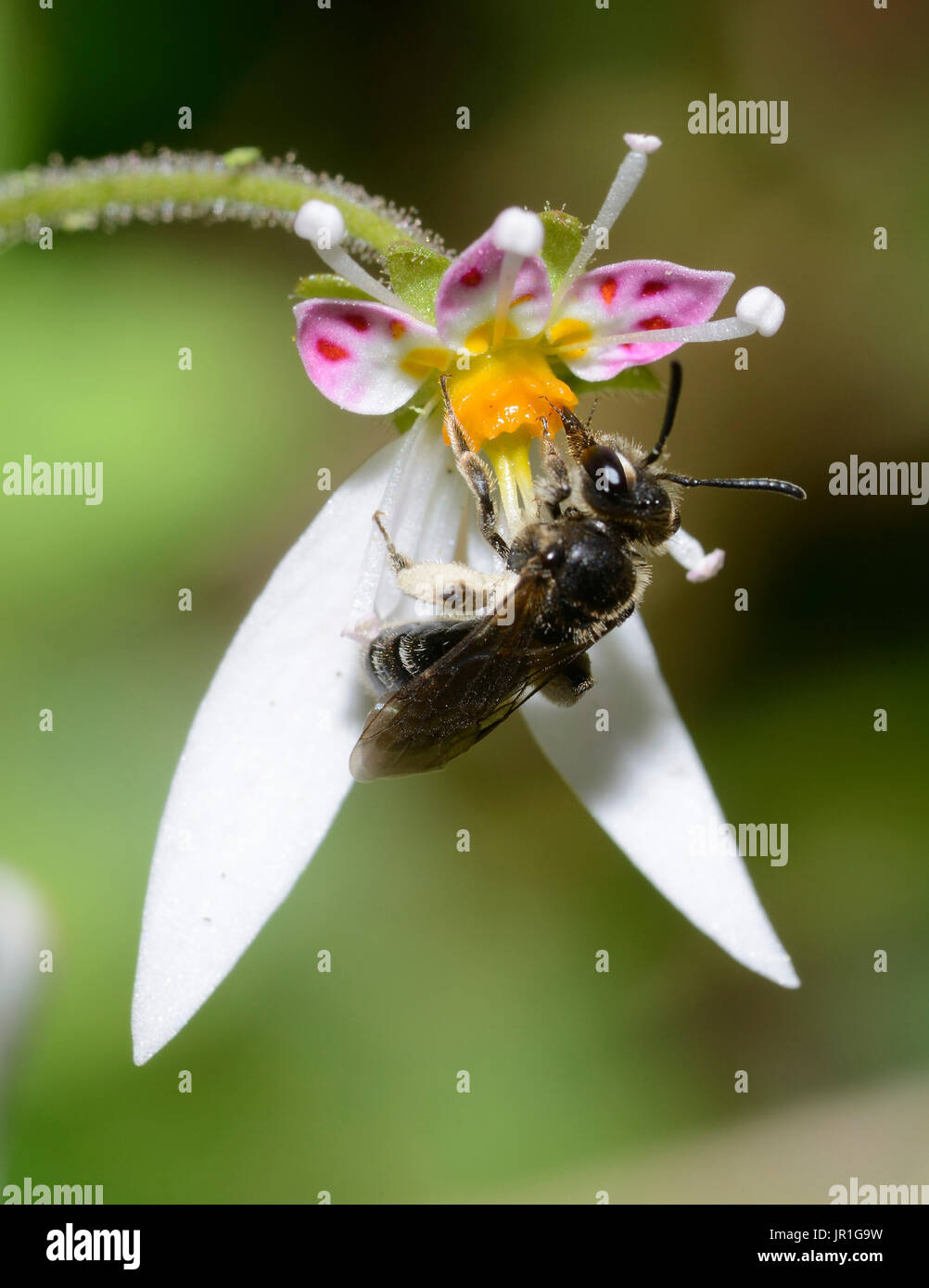 Impunctate Mini-mining Bee (Andrena subopaca) femelle on saxifrage, nates,  Pays de Loire, France Stock Photo - Alamy