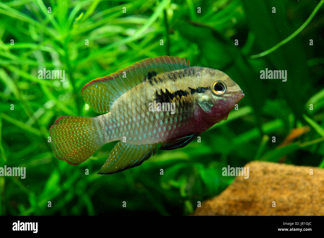 Redbreast acara (Laetacara dorsigera) male in aquarium Stock Photo