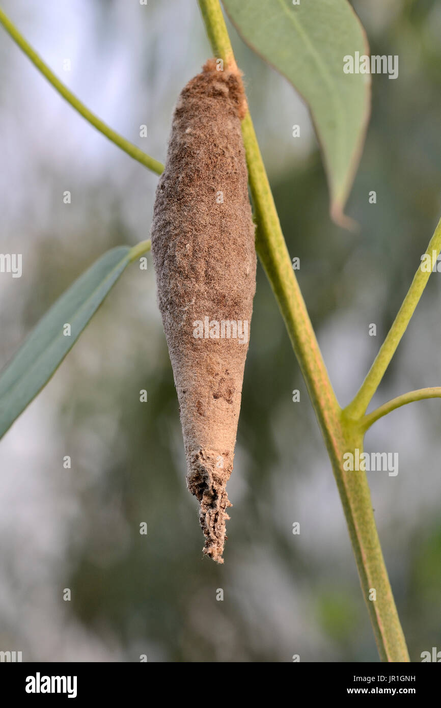 Bagworm Moth Stock Photos & Bagworm Moth Stock Images - Alamy