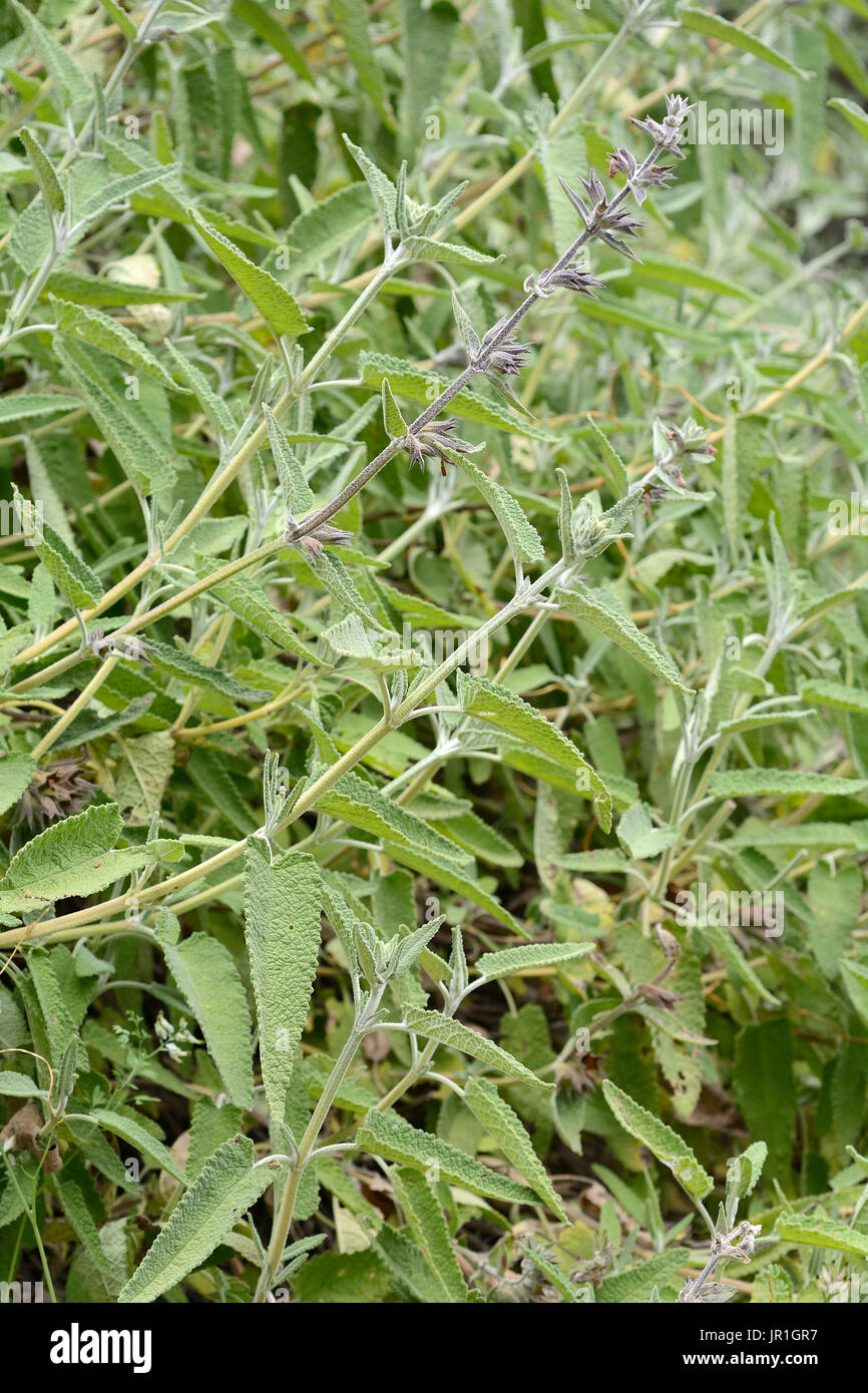 Salvia blanca (Sphacele salviae) Parque nacional La Campana, Sector Cajón  Grande V Region of Valparaiso - Chile Stock Photo - Alamy