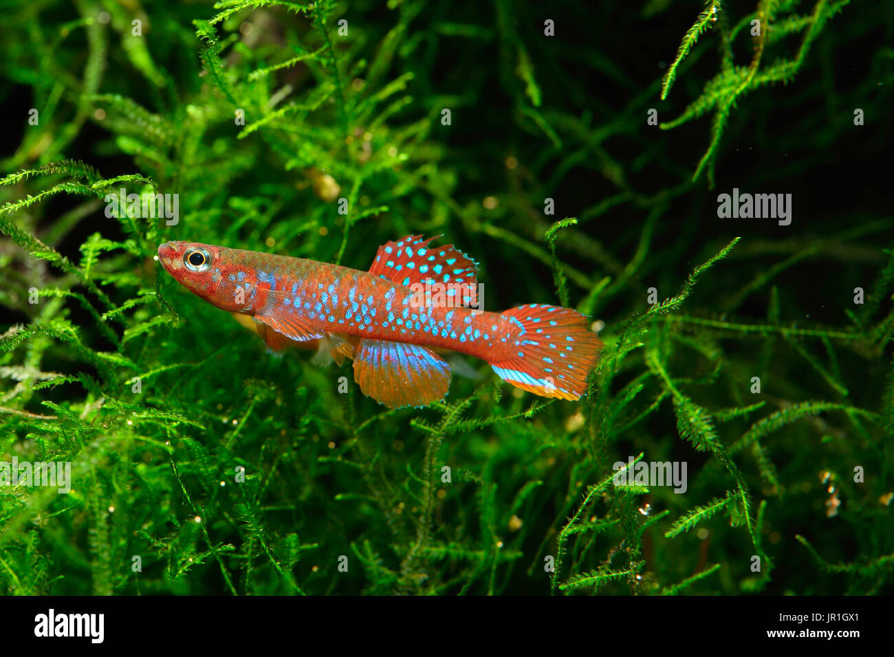 Diapteron (Aphyosemion georgiae) male in Java moss Stock Photo