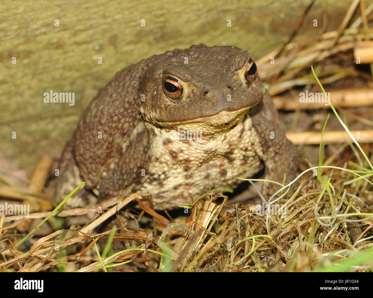 A Common Toad (Bufo bufo) disturbed in its garden hiding place. Bedgebury Forest, Kent, UK. Stock Photo