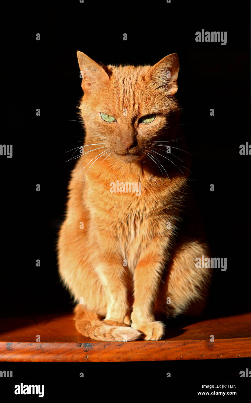 Portrait of house cat Stock Photo - Alamy
