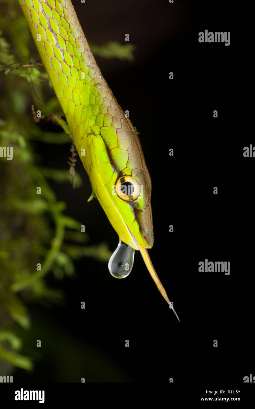 Portrait of Cope's Vine Snake (Oxybelis brevirostris) with tongue and drop, Torti, Panama Stock Photo