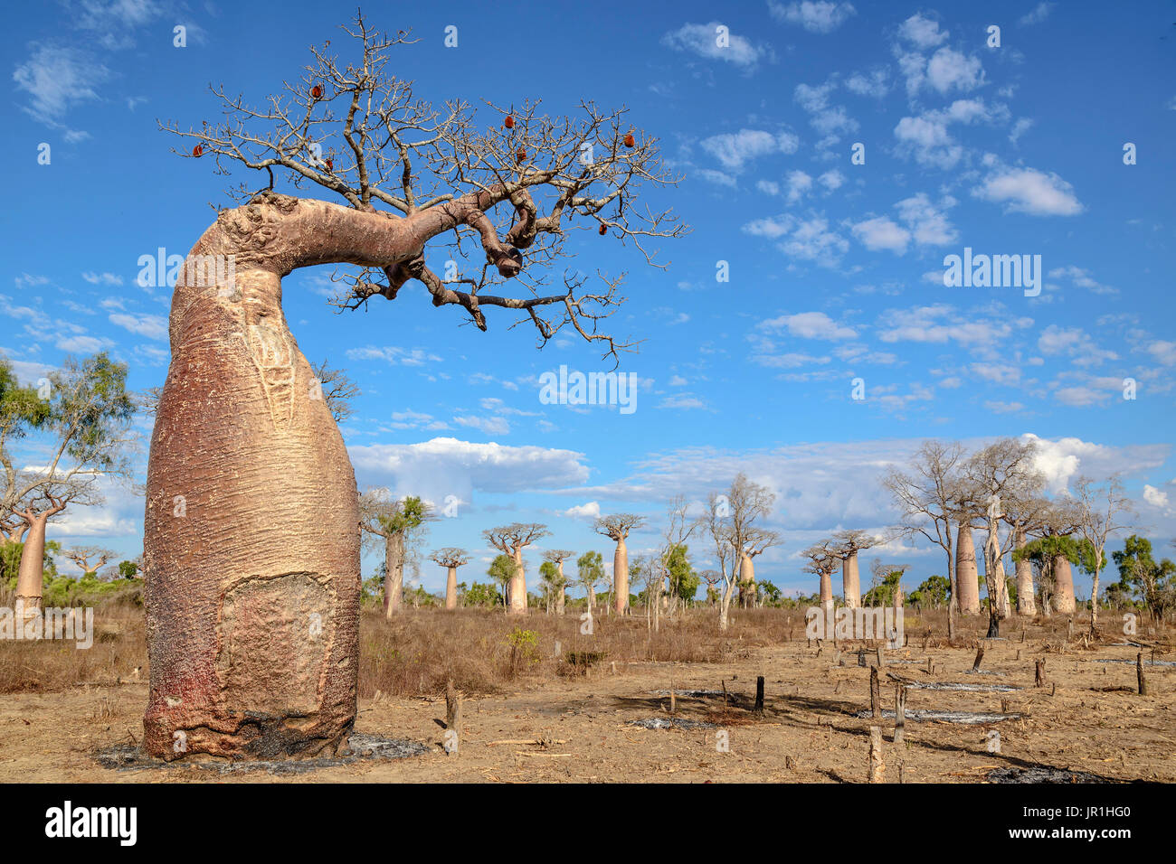 Baobab (Adansonia grandidieri) Distorted tree, Dry forest, Madagascar ...